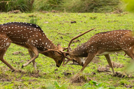 Two male spotted deers fighting with their antlers during mating season in a national park in Karnataka  Indiaの写真素材