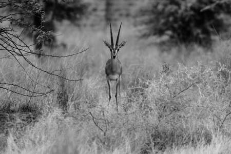 A monochrome image of an Indian gazelle antelope also called Chinkara with large long pointed horns standing upfront in the grasslands of Rajasthan Indiaの写真素材