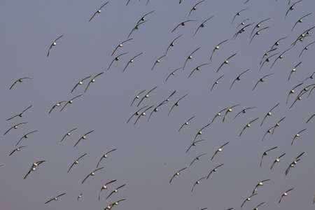 an abstract image of flocks of birds flying with blue sky in the background