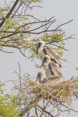 juveniles of painted storks also known As mycteria leucocephala standing and siting in their nest at Bharatpur bird Sanctuary in Rajasthan India on 21 November 2018の写真素材