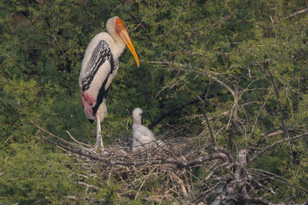 A painted stork  also known as mycteria leucocephala standing with its juveniles siting in their nests at Bharatpur bird Sanctuary in Rajasthan India on 21 November 2018の写真素材