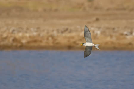 A river tern also known as sterna aurantia in flight with its wings wide openの写真素材