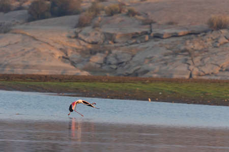 Selective focus image captured of a lesser flamingo running in water to take off in the morning glow of sun in a lake at a place called Jawai in Rajasthan, Indiaの写真素材