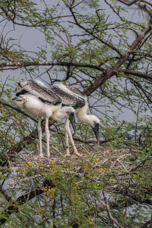 juveniles of painted storks also known As mycteria leucocephala standing and siting in their nest at Bharatpur bird Sanctuary in Rajasthan India on 21 November 2018の写真素材
