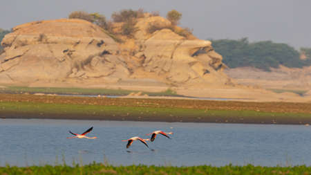 A flock of lesser flamingo in flight with their complete wing span open with beautiful colours at Jawai, Rajasthan Indiaの写真素材