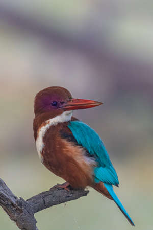 A white throated kingfisher also known as halcyon smyrnensis siting on a branch at bharatpur bird sanctuary in Rajasthan Indiaの写真素材