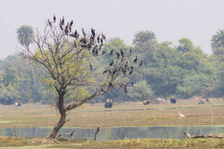 A tree with flocks of darter birds siting on it with cows and buffalos in the background at bharatpur bird sanctuary in Rajasthan India on 21 November 2018の写真素材