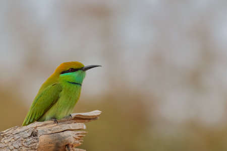 A shallow depth of field image of a green bee eater siting on a piece of log with blur backgroundの写真素材