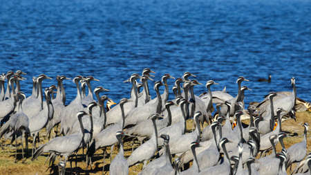 Large flocks of demoiselle cranes also known as grus virgo  siting at their migratory ground near water during winters in Rajasthan Indiaの写真素材