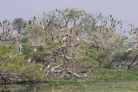 Flocks of painted storks nesting on a single tree at a bird sanctuary in Rajasthan India on 21 November 2018の写真素材