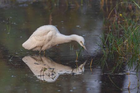 A selective focus image of a dimorphic egret a species of heron standing  with its reflection in water looking for food in a pond at Rajasthan Indiaの写真素材