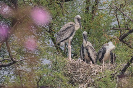juveniles of painted storks also known As mycteria leucocephala standing and siting in their nest at Bharatpur bird Sanctuary in Rajasthan India on 21 November 2018の写真素材