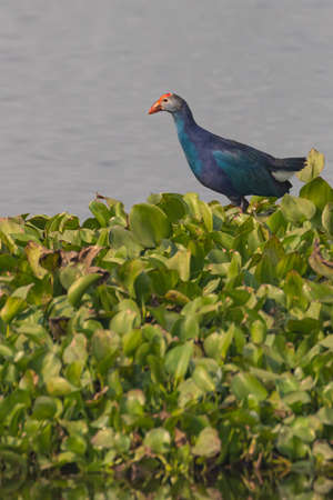 A grey headed swamp hen also known as porphyrio poliocephalus walkingの写真素材