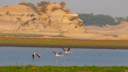 A flock of lesser flamingo in flight with their complete wing span open with beautiful colours at Jawai, Rajasthan Indiaの写真素材