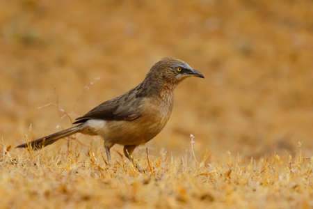 A large grey babbler siting on the ground with blur backgroundの写真素材