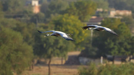 Large flocks of demoiselle cranes also known as grus virgo  flying and migrating for the winters in Rajasthan Indiaの写真素材