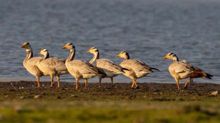 A flock of bar headed geese in the banks of lake at Rajasthan India on 23 November 2018の写真素材