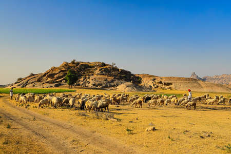 A selective focus image of a Shepard walking with his cattle grazing in the grasslands at Jawai in rajasthan India under the last rays of sun on 23 November 2018のeditorial素材