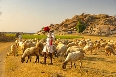 A selective focus image of a Shepard walking with his cattle grazing in the grasslands at Jawai in rajasthan India under the last rays of sun on 23 November 2018のeditorial素材