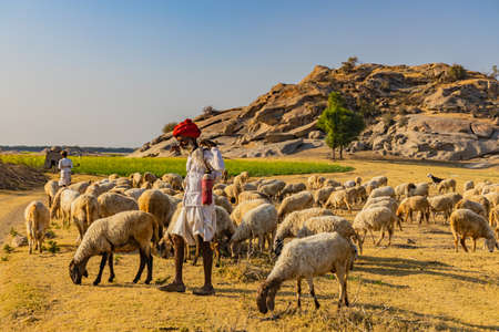 A selective focus image of a Shepard walking with his cattle grazing in the grasslands at Jawai in rajasthan India under the last rays of sun on 23 November 2018のeditorial素材