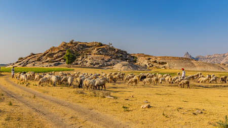 A selective focus image of a Shepard walking with his cattle grazing in the grasslands at Jawai in rajasthan India under the last rays of sun on 23 November 2018のeditorial素材