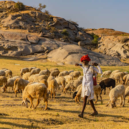 A selective focus image of a Shepard walking with his cattle grazing in the grasslands at Jawai in rajasthan India under the last rays of sun on 23 November 2018のeditorial素材