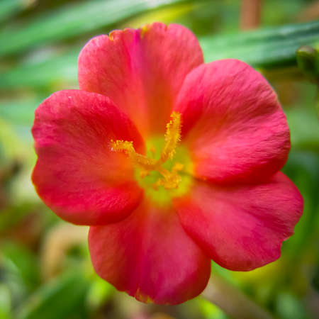 Selective focus macro image of a pink rose moss flowerの写真素材