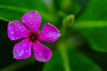 A pink periwinkle flower with water droplets on it and green leaves in backgroundの写真素材