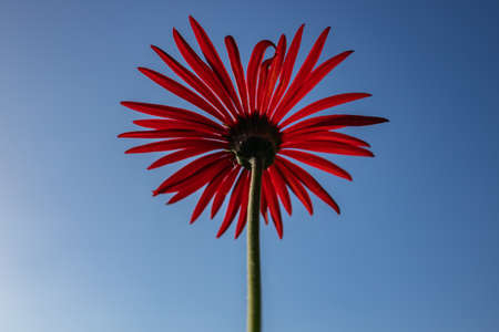 A selective focus low dynamic range Abstract close up Macro image of a red Gerbera taken from the rear side of the flower with blue sky in backgroundの写真素材
