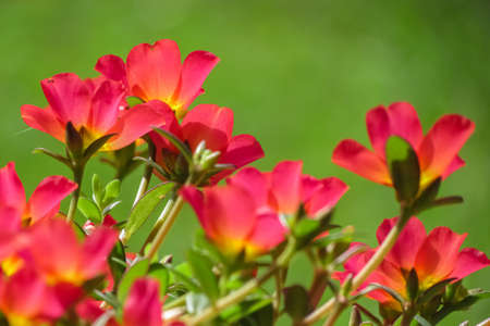 Beautiful red flowers in a bunch in sunlight with green blur backgroundの写真素材