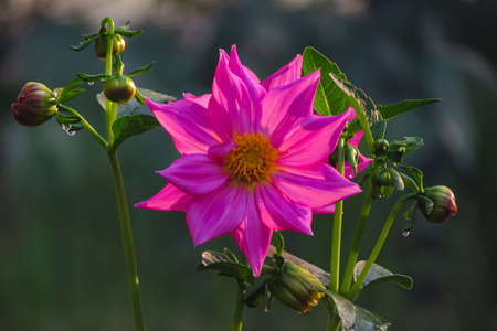 A close up side view of a pink flower with a bod and blur green backgroundの写真素材