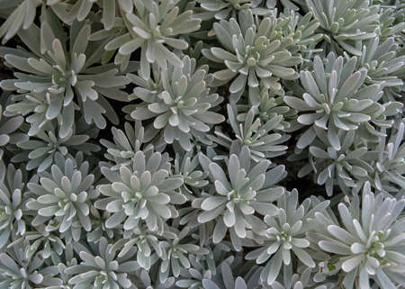 A beautiful pattern created by white flowers spread across the frameの写真素材
