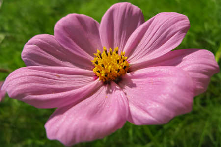 A close up Macro image of a pink color cosmos flower with open petals and green backgroundの写真素材