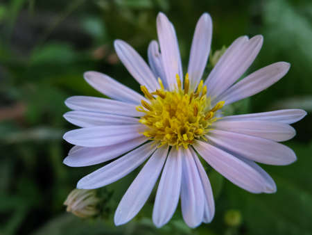 High dynamic range isolated close up Macro image of a white flower with yellow pollen in the centre with dark backgroundの写真素材