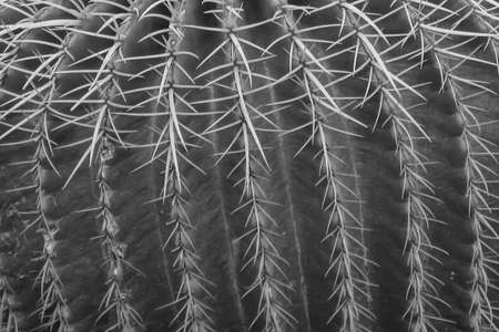 An Abstract selective focus macro image of a  green cactus with thorns in a pattern in monochromeの写真素材