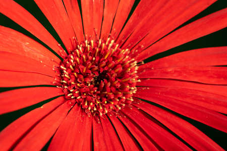 A selective focus close up image of a red Gerbera as an abstractの写真素材