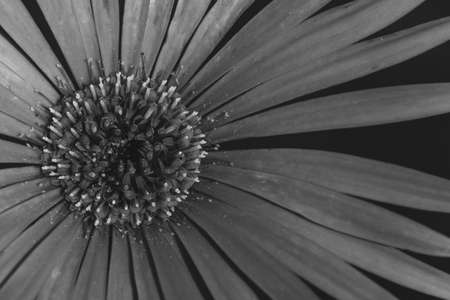 A selective focus low dynamic range Abstract close up Macro image of a Gerbera taken in monochromeの写真素材