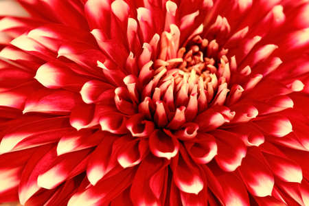 An abstract close up image of petals of a flower with white tipsの写真素材