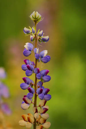 A High dynamic range closeup Macro image of a flower stem with vibrant colors and blur background in low lightの写真素材