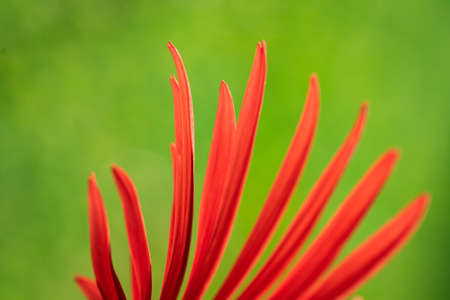 An Abstract selective focus close up image of a red Gerbera petals against green background