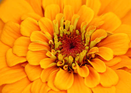 Selective focus Macro image of a yellow zinnia flower with vibrant and bright colorsの写真素材