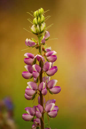 A High dynamic range closeup Macro image of a flower stem with vibrant colors and blur background in low lightの写真素材