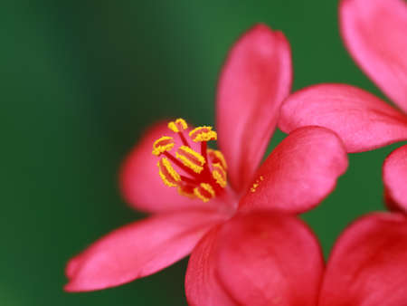 Selective focus Macro image of a beautiful red flower with yellow pollen fallen on petals and blur backgroundの写真素材