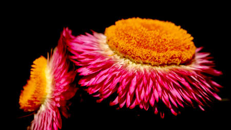 A close up macro image of a beautiful pink flowers with yellow cone on top and dark backgroundの写真素材