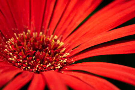 A selective focus close up image of a red Gerbera as an abstractの写真素材