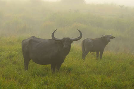 A wild water buffalos standing in the grasslands in a foggy morning  in a national park in Assam...