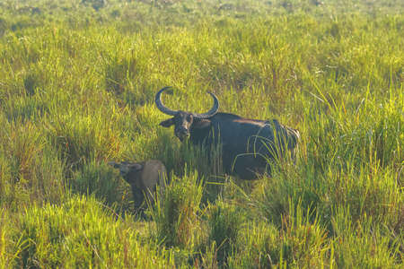 A wild water buffalo standing in the grasslands in a national park in Assam Indiaの写真素材