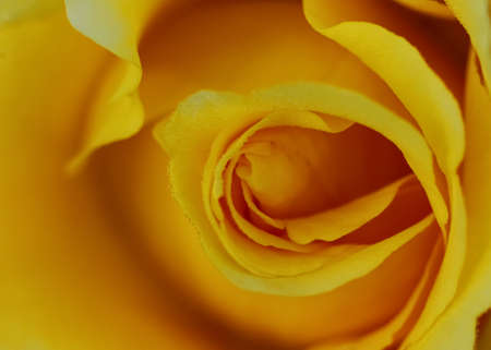 High dynamic range selective focus shallow depth of field close up Macro image of a yellow rose flower as an abstractの写真素材