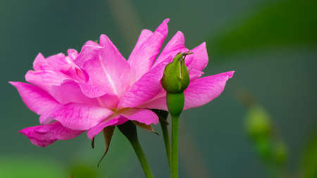 A Selective focus close up view of a pink flower with a bud and blur dark green backgroundの写真素材