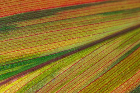 An abstract image of a leaf with strips of green and yellowの写真素材